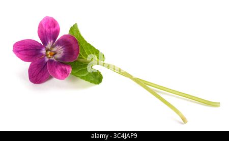 Süße violette Blume isoliert auf weiß Stockfoto