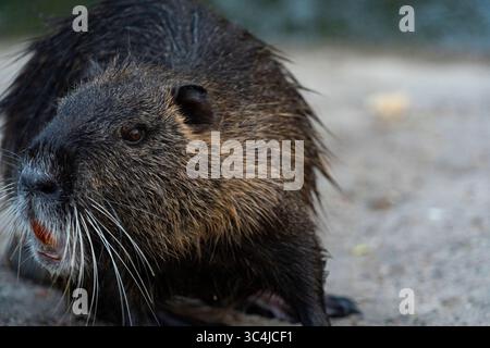 Nahaufnahme einer Nutria (Coypu) mit nassem Fell, markanten Barthaaren und orangen Zähnen. Der verschwommene Hintergrund unterstreicht das strukturierte Fell des Nagetieres Stockfoto