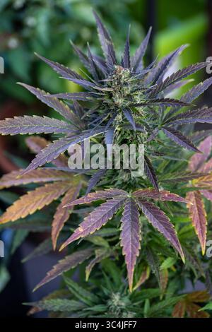Schöne lila weibliche feminisierte Cannabis Marihuana Pflanze in der späten Blütephase Stockfoto