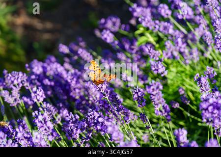 Ein orangener Komma-Schmetterling, Polygonia c-Album, auf blauen Lavendelblüten, die im Sommer in einem Garten in Surrey, Südosten Englands, blühen Stockfoto