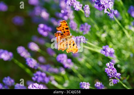 Ein orangener Komma-Schmetterling, Polygonia c-Album, auf blauen Lavendelblüten, die im Sommer in einem Garten in Surrey, Südosten Englands, blühen Stockfoto
