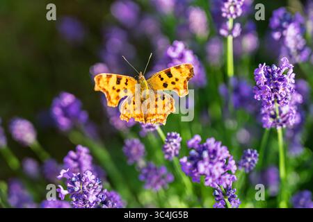 Ein orangener Komma-Schmetterling, Polygonia c-Album, auf blauen Lavendelblüten, die im Sommer in einem Garten in Surrey, Südosten Englands, blühen Stockfoto