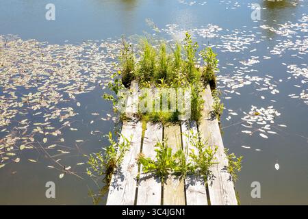 Eine Holzdiele, alte Fußgängerbrücke im Seenwasser. Die Natur übernimmt die Kontrolle, frische verschiedene Pflanzen, die von alleine wachsen. Stockfoto