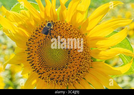 Honigbiene sammelt Pollen von einer gewöhnlichen Sonnenblume, die von der Sommersonne beleuchtet wird. Juli 2025. Stockfoto
