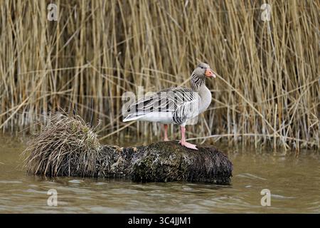 Graugans (Anser anser), auf einem Wurzelstock stehend, Naturschutzgebiet Flachsee, Freiamt, Kanton Aargau, Schweiz Stockfoto