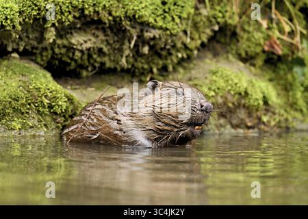 Eurasischer Biber, Europäischer Biber (Castor-Faser), sitzend im Wasser, Kanton Zug, Schweiz Stockfoto