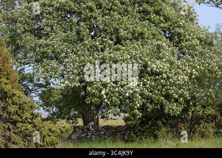 Schwedische Mehlbeere, Schwedische Mehl-Beere, Schwedische Vogelbeere, Mehlbeere, Oxalbeere, Sorbus intermedia, Borkhausenia intermedia, Scandosorbus Stockfoto