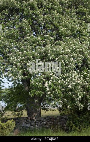 Schwedische Mehlbeere, Schwedische Mehl-Beere, Schwedische Vogelbeere, Mehlbeere, Oxalbeere, Sorbus intermedia, Borkhausenia intermedia, Scandosorbus Stockfoto