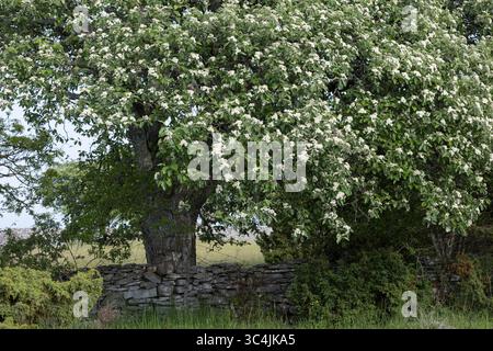 Schwedische Mehlbeere, Schwedische Mehl-Beere, Schwedische Vogelbeere, Mehlbeere, Oxalbeere, Sorbus intermedia, Borkhausenia intermedia, Scandosorbus Stockfoto