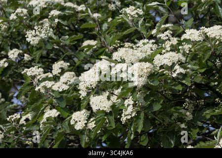 Schwedische Mehlbeere, Schwedische Mehl-Beere, Schwedische Vogelbeere, Mehlbeere, Oxalbeere, Sorbus intermedia, Borkhausenia intermedia, Scandosorbus Stockfoto