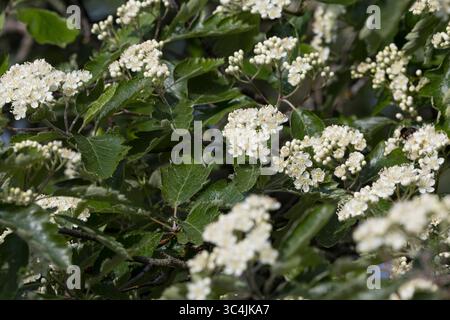 Schwedische Mehlbeere, Schwedische Mehl-Beere, Schwedische Vogelbeere, Mehlbeere, Oxalbeere, Sorbus intermedia, Borkhausenia intermedia, Scandosorbus Stockfoto