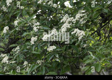 Schwedische Mehlbeere, Schwedische Mehl-Beere, Schwedische Vogelbeere, Mehlbeere, Oxalbeere, Sorbus intermedia, Borkhausenia intermedia, Scandosorbus Stockfoto