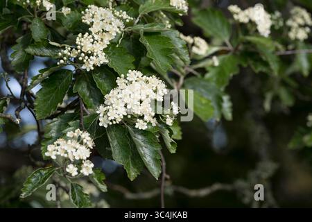 Schwedische Mehlbeere, Schwedische Mehl-Beere, Schwedische Vogelbeere, Mehlbeere, Oxalbeere, Sorbus intermedia, Borkhausenia intermedia, Scandosorbus Stockfoto