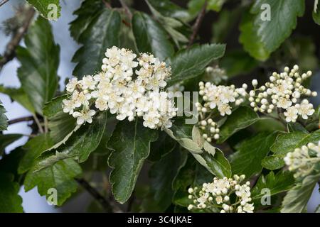 Schwedische Mehlbeere, Schwedische Mehl-Beere, Schwedische Vogelbeere, Mehlbeere, Oxalbeere, Sorbus intermedia, Borkhausenia intermedia, Scandosorbus Stockfoto