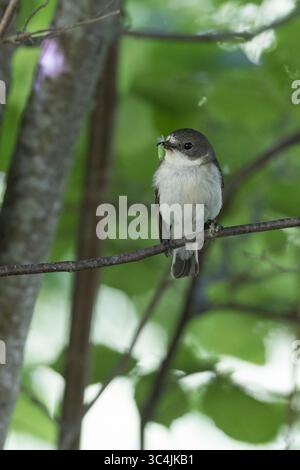 Halsbandschnäpper, Halsband-Schnäpper, Weibchen, fütternd, Ficedula albicollis, Fliegenfänger mit Kragen, weiblich, Le Gobe-mouche à collier Stockfoto