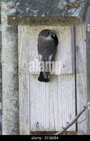 Halsbandschnäpper, Halsband-Schnäpper, Weibchen fütternd an Nistkasten, Ficedula albicollis, Halsband-Schnäpper, Weibchen, Le Gobe-mouche à collier Stockfoto