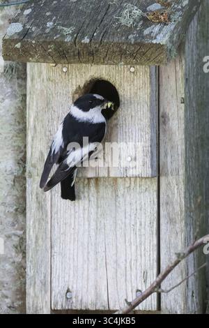 Halsbandschnäpper, Halsband-Schnäpper, Männchen fütternd an Nistkasten, Ficedula albicollis, Kragenschnäpper, männlich, Le Gobe-mouche à collier Stockfoto