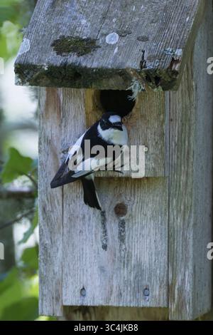 Halsbandschnäpper, Halsband-Schnäpper, Männchen an Nistkasten, Ficedula albicollis, Kragenschnäpper, männlich, Le Gobe-mouche à collier Stockfoto