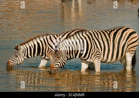 Burchell-Zebra, Zebra, gemeines Zebra, Flachzebras (Equus quagga burchelli, Equus burchelli), zwei Burchell-Zebras, die in einem Wasserloch zusammenstehen Stockfoto