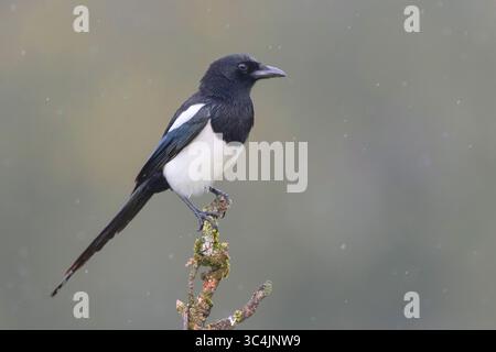 Schwarzschnabelelelster (Pica pica), Seitenansicht eines Erwachsenen auf einem Zweig, Italien, Kampanien Stockfoto