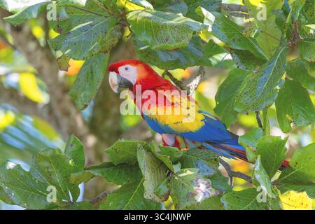 Scharlach (Ara macao), auf einem Zweig sitzend, Costa Rica, Puntarenas, Tarcoles Stockfoto