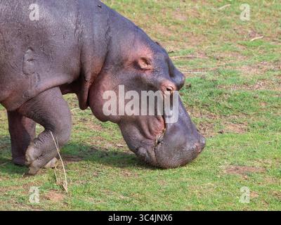 Flusspferde, Flusspferde, Flusspferde (Hippopotamus amphibius), Nahaufnahme eines Erwachsenen, der auf einer Weide weidet, Südafrika, Mpumalanga Stockfoto