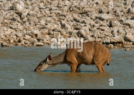 Großkudu (Tragelaphus strepsiceros), Weibchen steht im flachen Wasser eines Wasserlochs und trinkt, Seitenansicht, Namibia, Etosha Nationalpark Stockfoto
