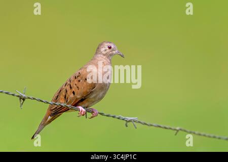 Ruddy Ground-Taube (Columbina talpacoti), Mann sitzt auf einem Stacheldrahtzaun, Costa Rica, Limon, Cariari Stockfoto