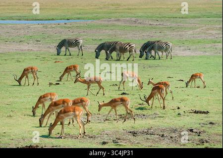 impala (Aepyceros melampus), Impalas grasen, Zebras im Hintergrund, Botswana, Chobe Nationalpark, Kasane Stockfoto