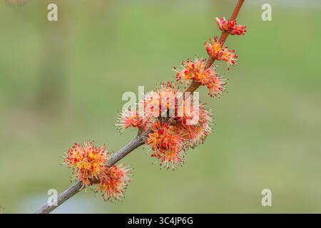 Roter Ahorn, Sumpfahorn (Acer rubrum 'Brandywine', Acer rubrum Brandywine), blühender Zweig der Sorte Brandywine Stockfoto