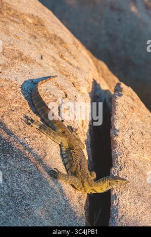 Rock Monitor (Varanus albigularis), sonnt sich in der Sonne auf einem Felsen, Südafrika, Mala Mala Game Reserve Stockfoto