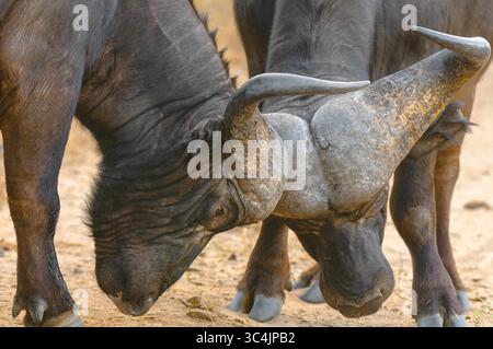 Afrikanischer Büffel (Syncerus Caffer), Kampfbüffel, Porträt, Südafrika, Mala Mala Game Reserve Stockfoto
