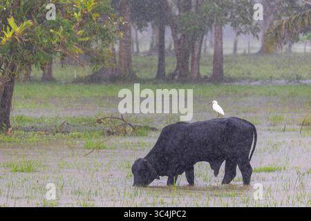 Schneebedeckte Reiher (Egretta thula), steht im Regen auf dem Rücken eines schwarzen Rindes, Vieh weidet auf einer überfluteten Wiese, Costa Rica, Alajuela, Cano N Stockfoto
