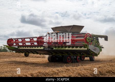 Ein Mähdrescher, der die Ernte auf einem Weizenfeld im Herzen der englischen Landschaft erntet. Juli 2025. Stockfoto