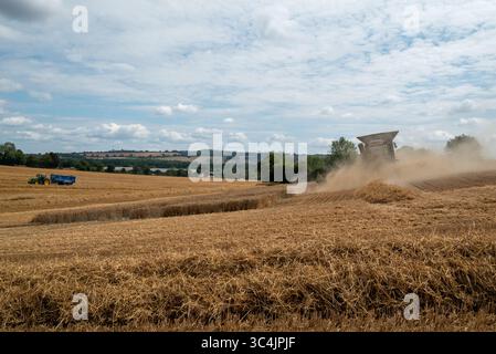 Mähdrescher erntet auf einem Weizenfeld mit einem Traktor, um das Korn zu entfernen. Juli 2025. Stockfoto