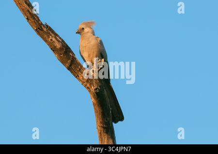Gewöhnlicher Abwesenheitsvogel, Abwesenheitsvogel, Grauer Abwesenheitsvogel, Grauer Abwesenheitsvogel, Grauer Abwesenheitsvogel (Corythaixoides concolor), auf einem Baumzweig stehend, Stockfoto