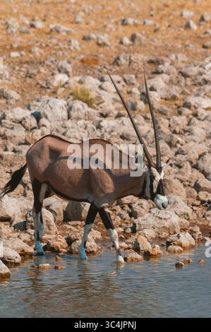 Gemsbock, Beisa, südafrikanischer Oryx (Oryx gazella gazella, Oryx gazella), männlicher Spaziergang in ein Wasserloch, Seitenansicht, Namibia, Etosha Nationalpark Stockfoto
