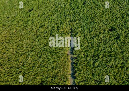 Aus der Vogelperspektive eines schmalen Pfades führt durch einen dichten Wald und zeigt den Kontrast zwischen Licht und Schatten im üppig grünen Baldachin, Teknaf, Chittagong Division, Bangladesch. Stockfoto