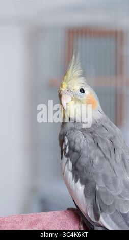 Farbenfroher Kakatiel-Papagei im Käfig als fröhliches und ruhiges exotisches Haustier. Stockfoto