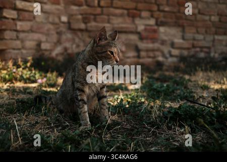 Tabbykatze auf trockenem Gras in der Nähe einer alten Ziegelmauer sitzend, in weichem Licht zur Seite schauend. Stockfoto