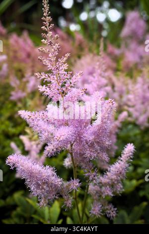 Vertikale Nahaufnahme einer Astilbe chinensis, auch bekannt als chinesische astilbe oder falscher Ziegenbart, eine Pflanze aus der Familie der Saxfrage, die in schattigen Gärten wächst Stockfoto