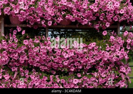Eine lebendige Darstellung rosafarbener Petunien in voller Blüte mit üppigem Laub und hellen Farben, die ein atemberaubendes Bild für den Garten bieten Stockfoto