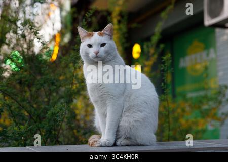 Bezaubernde weiße Katze mit unverwechselbaren Ingwermarkierungen, majestätisch inmitten von üppigem Grün, das in einer lebhaften urbanen Umgebung mit einem weichen Hintergrund festgehalten wird Stockfoto