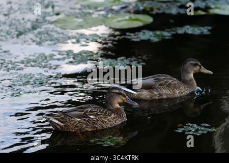 Zwei Enten schwimmen anmutig durch das beruhigende Wasser, umgeben von üppigen grünen Lilienpads und reflektierender Wasseroberfläche in einer ruhigen Natur Stockfoto
