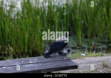 Eine einsame Krähe auf einer Holzbank in der Nähe einer üppigen grünen Gegend, die die Schönheit der Natur und der Tierwelt in einer ruhigen Umgebung im Freien in der Nähe zeigt Stockfoto