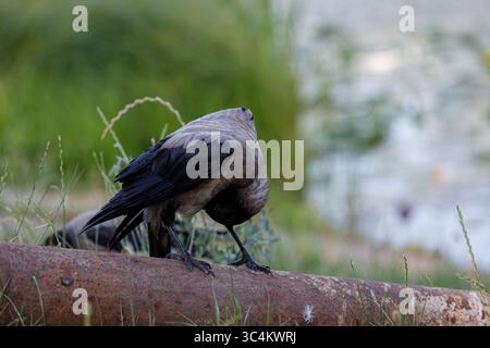 Eine fesselnde Szene mit einem wunderschönen Vogel, der an einem ruhigen Ufer mit der Natur interagiert, perfekt für Naturliebhaber und Wildtierliebhaber Stockfoto