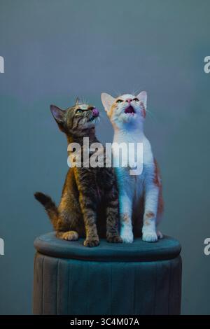 Zwei niedliche Katzen lecken sich die Lippen, während sie nebeneinander auf einem Hocker in farbenfroher Studioleuchte sitzen Stockfoto