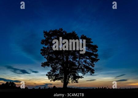 Eine einsame Kiefer auf den Feldern, vor dem Hintergrund eines frühen Morgenhimmels, mit nachleuchtenden Wolken Stockfoto