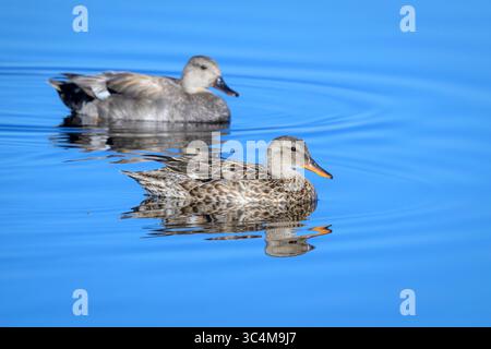 Gadwall (Mareca strepera) schwimmen gemeinsam im Wasser mit Reflexion, Arapaho Natioanl Wildlife Refuge, Colorado, USA. Stockfoto