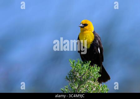 Gelbköpfiger Schwarzvogel (Xanthocephalus xanthocephalus), der im Busch thront, Arapaho National Wildlife Refuge, colorado, Vereinigte Staaten Stockfoto